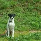 Eduq Dog