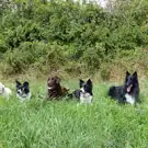 Chiens Zen