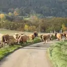 Gaec de la Brémaudière