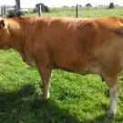 Laumaillé Bétail Gorronnais