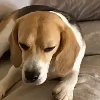 Dume Nora Dume Nora