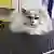 Elegance Canine