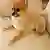 Doggy Touch