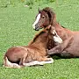 Élevage de chevaux