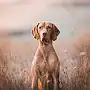 Éleveur de chiens de chasse