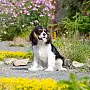 Elevage chien chat