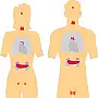 Endocrinologue