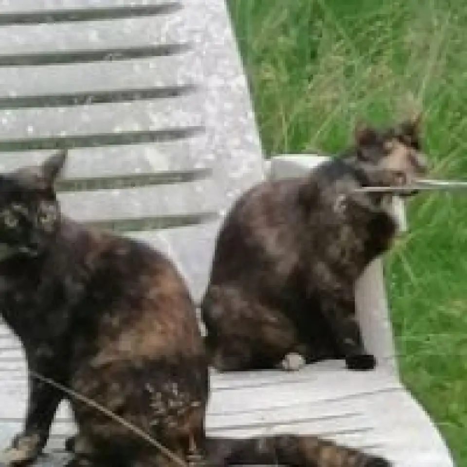 Top 10 des ORL près de Lescar (64230)